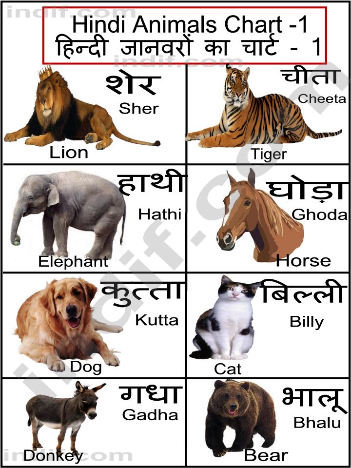 animals name in hindi « learnhindionline